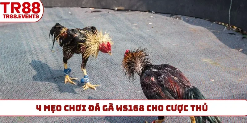4 mẹo chơi đá gà WS168 cho cược thủ