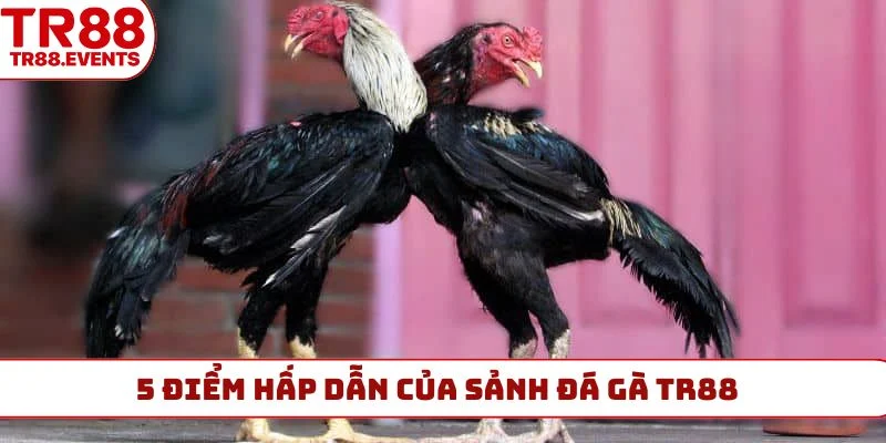 5 điểm hấp dẫn của sảnh đá gà TR88