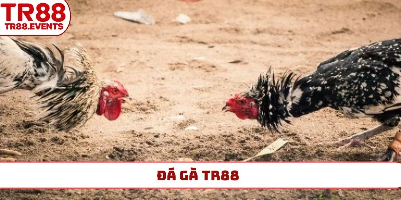 đá gà tr88