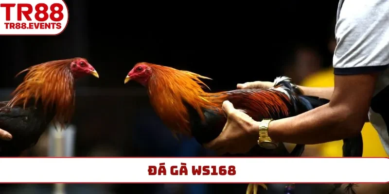 đá gà ws168